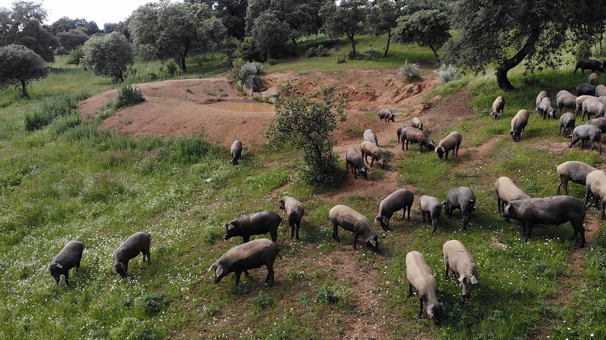 Iberian pigs exploring an oak forest in a meadow hunting for acorns.
