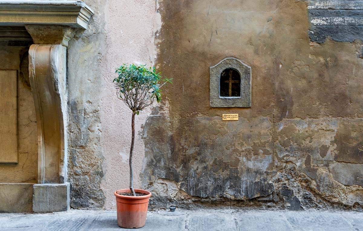 small, bricked-over wine window in a stone wall in Florence with a potted tree growing nearby.
