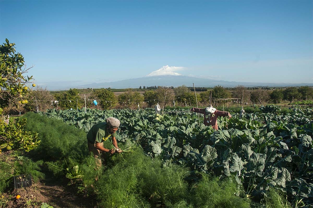 man tending a large garden with a scarecrow in the center with a snowy mountain in the far distance.