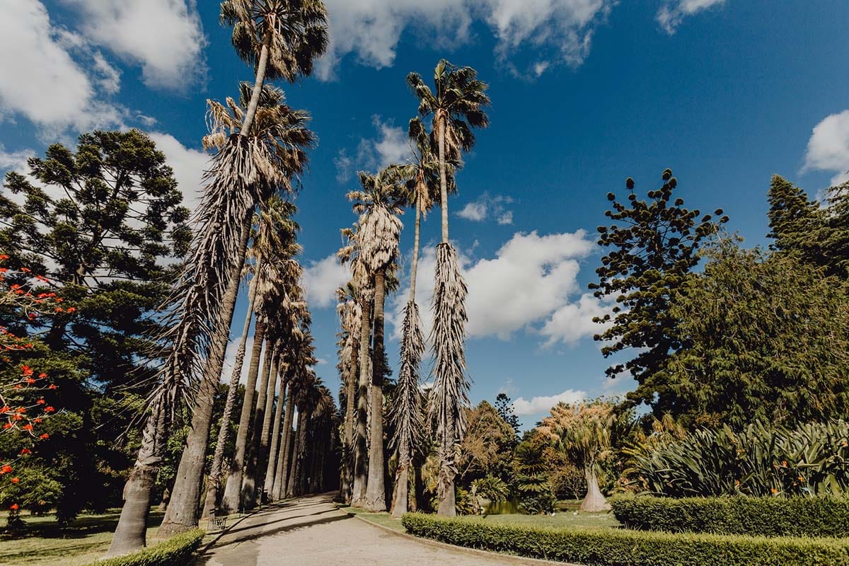 paved walkway through trimmed hedges and lined with towering palm trees.