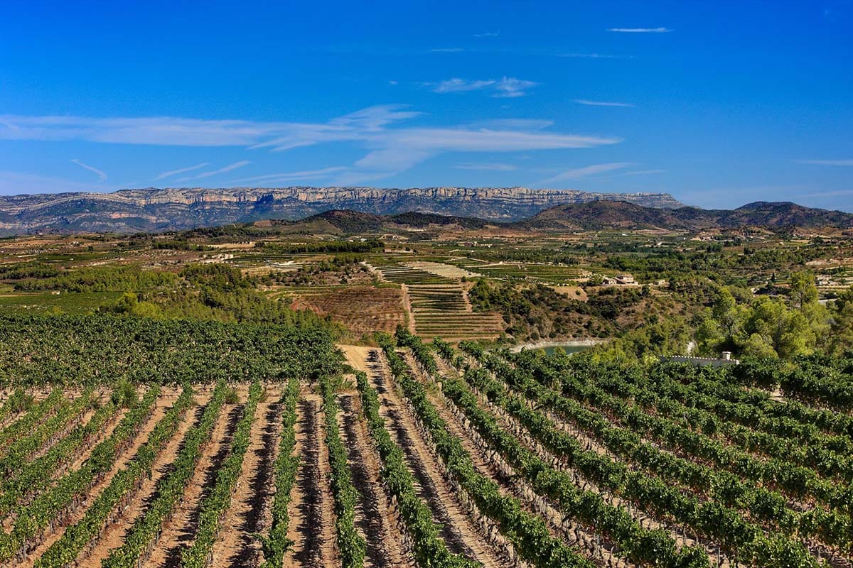 vineyard on a rolling hill with rugged mountains in the background.