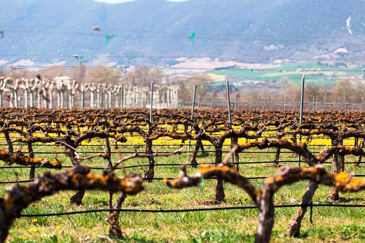 pruned grapevines in a green field with mountains in the background.