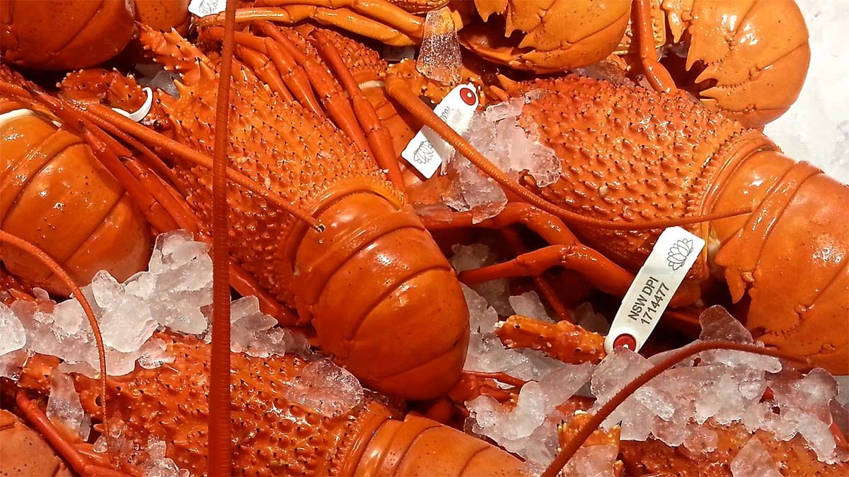 tagged lobsters cooked until pink and laid on a bed of ice.