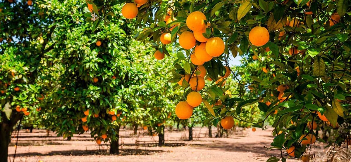 ripe oranges on rows of trees growing in an orchard.