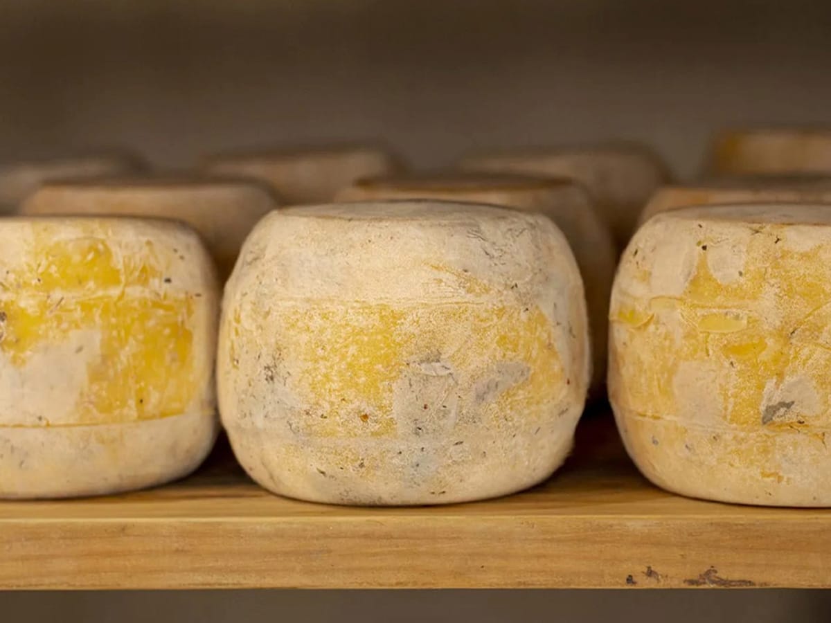 wheels of sheep's milk cheeses aging on a wooden shelf.