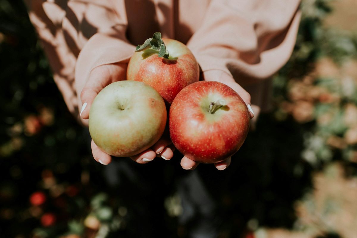 A woman holding local apples in Boston. 