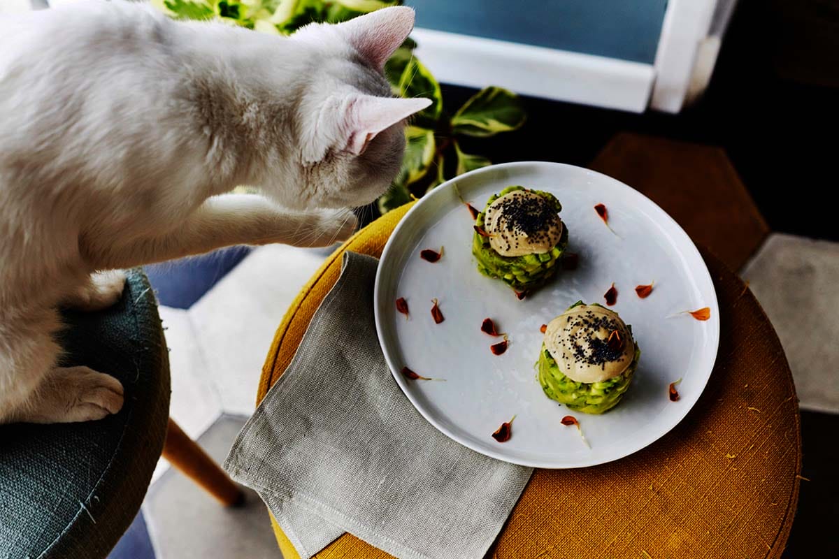 white cat on a stool near a plate of vegan food.